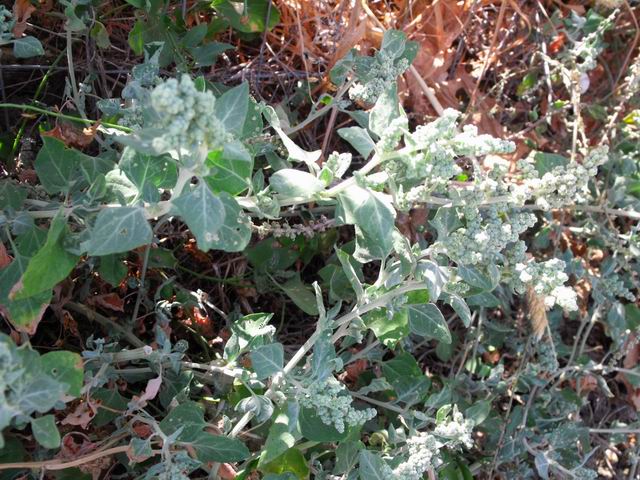 Chenopodium vulvaria